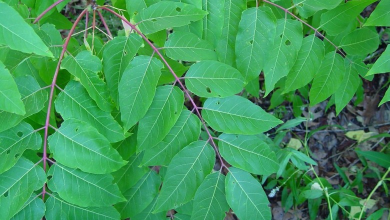 Cây Thanh thất cao. Ailanthus altissima - Cây Thuốc Nam Quanh Ta